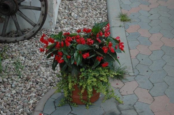 Begonia 'Dragon'.JPG